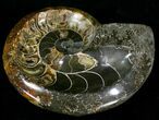 Wide Polished Ammonite Fossil Dish #29157-1